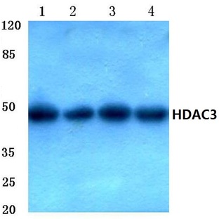 HDAC3 (Y414) pAb