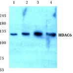 HDAC6 (Q18) pAb