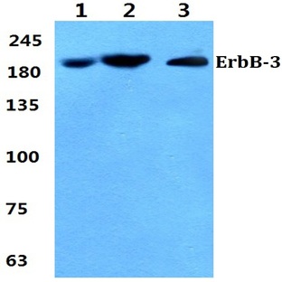 ErbB-3 (S1285) pAb