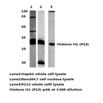 Histone H1 (P13) pAb