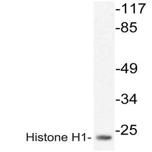 Histone H1oo (P18) pAb