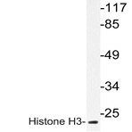 Histone H3 (P16) pAb