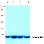 Histone H3 (R2) pAb