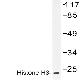 Histone H3 (T11) pAb