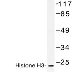 Histone H3 (T11) pAb