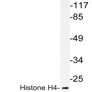 Histone H4 (K5) pAb