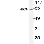 Hrs (L330) pAb