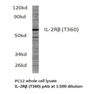 IL-2R(beta) (T360) pAb