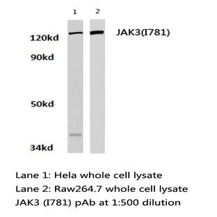 JAK3 (I781) pAb