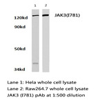 JAK3 (I781) pAb