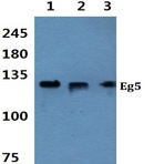 Bs1672_wb