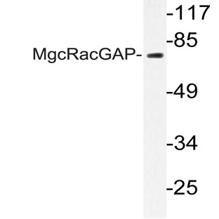 MgcRacGAP (L383) pAb