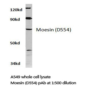 Moesin (D554) pAb