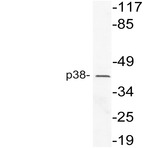 p38 (V318) pAb