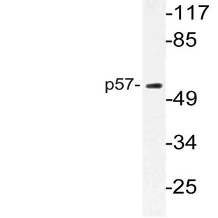 p57 (S306) pAb