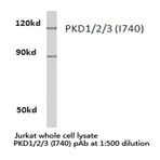 PKD1/2/3 (I740) pAb