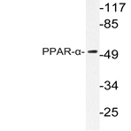 PPAR-(alpha) (G17) pAb