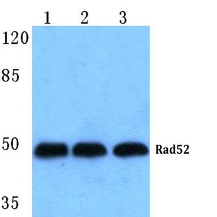 Rad52 (N99) pAb