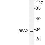 RPA2 (A17) pAb