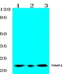 TIMP-1 (G94) pAb