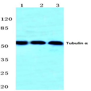 Tubulin (alpha) (G436) pAb