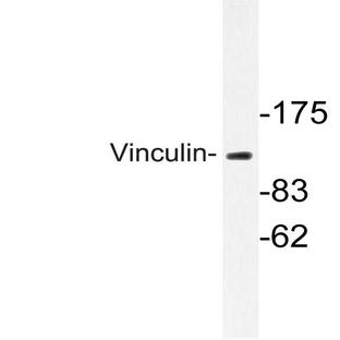 Vinculin (L817) pAb