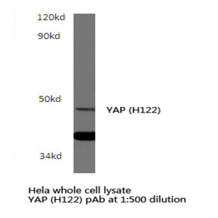 YAP (H122) pAb