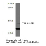 YAP (H122) pAb