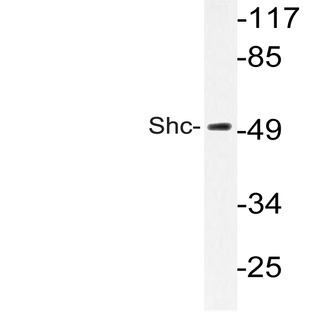 Shc (E343) pAb