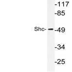 Shc (E343) pAb