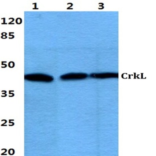 CrkL (P201) pAb