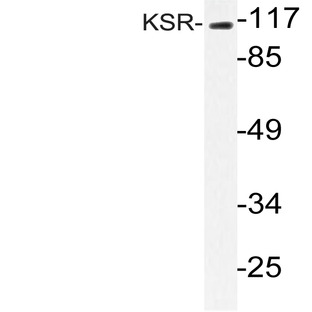 KSR (R386) pAb