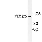 PLC (beta)3 (D1099) pAb