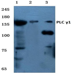 PLC (gamma)1 (G765) pAb