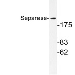 Separase (A795) pAb