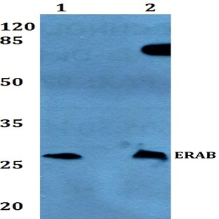 ERAB (E135) pAb