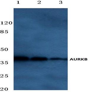 AURKB (Y8) pAb