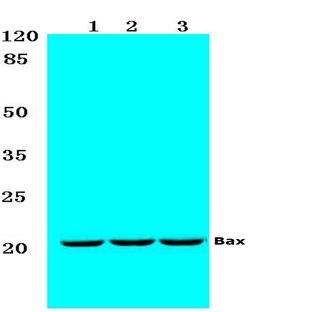 Bax (S163) pAb