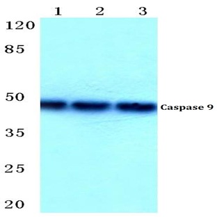 Caspase 9 (R192) pAb