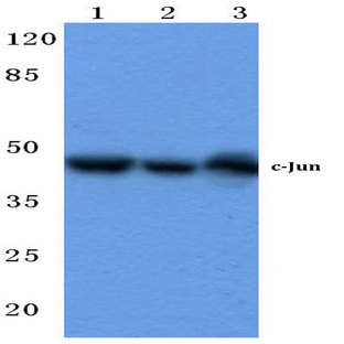 c-Jun (E227) pAb