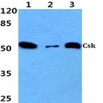 Csk (L558) pAb