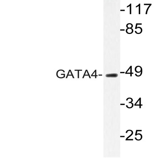 GATA4 (P101) pAb