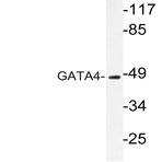 GATA4 (P101) pAb