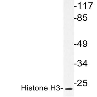 Histone H3 (A7) pAb