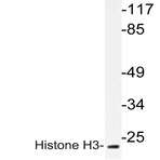 Histone H3 (A7) pAb