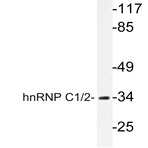 hnRNP C1/2 (G256) pAb