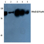 IKK(alpha)/(beta) (Q174) pAb