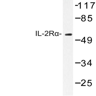 IL-2R(alpha) (R264) pAb