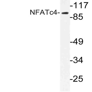 NFATc4 (N670) pAb