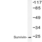 Survivin (N111) pAb